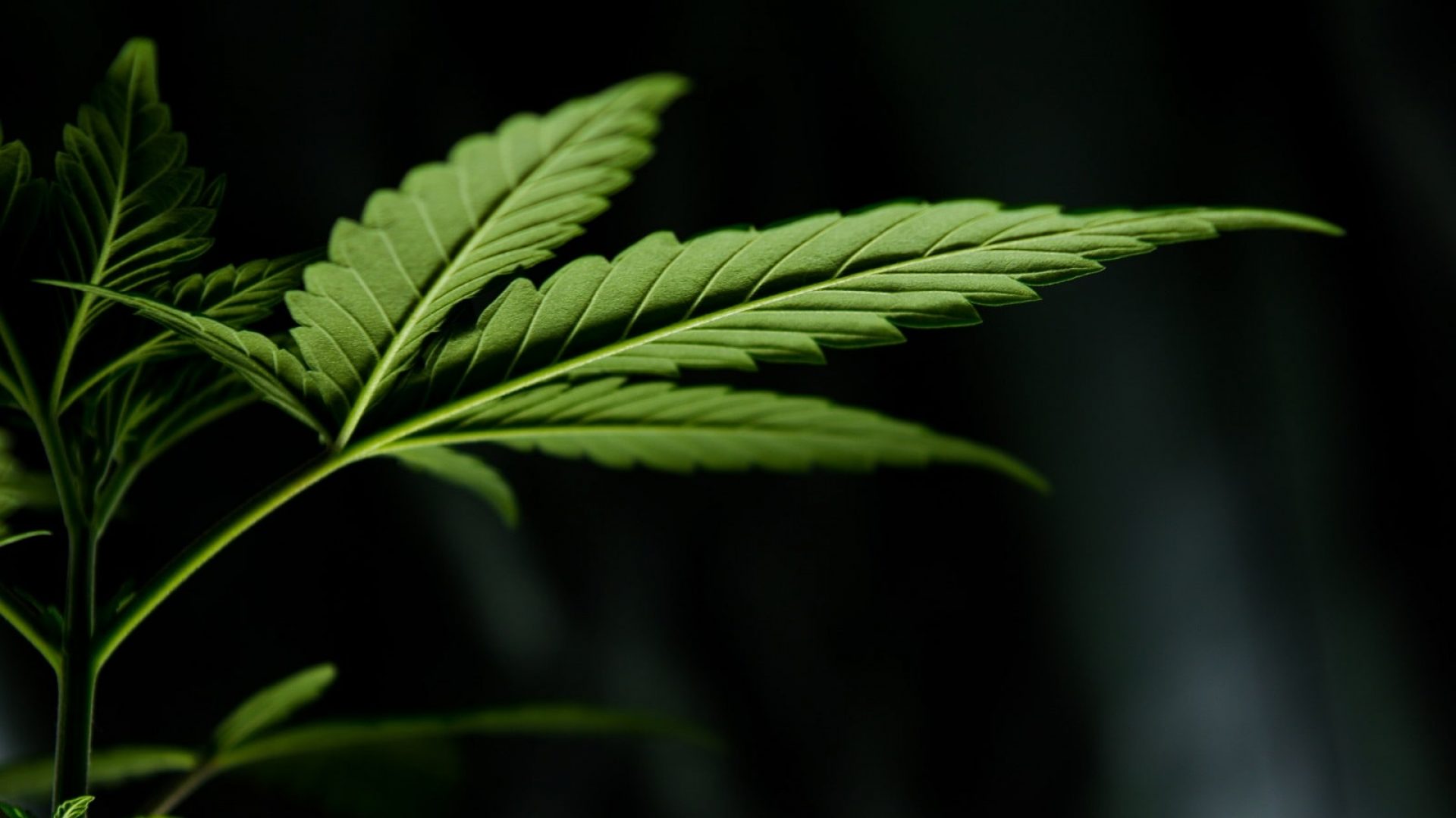 cannabis.co.nz