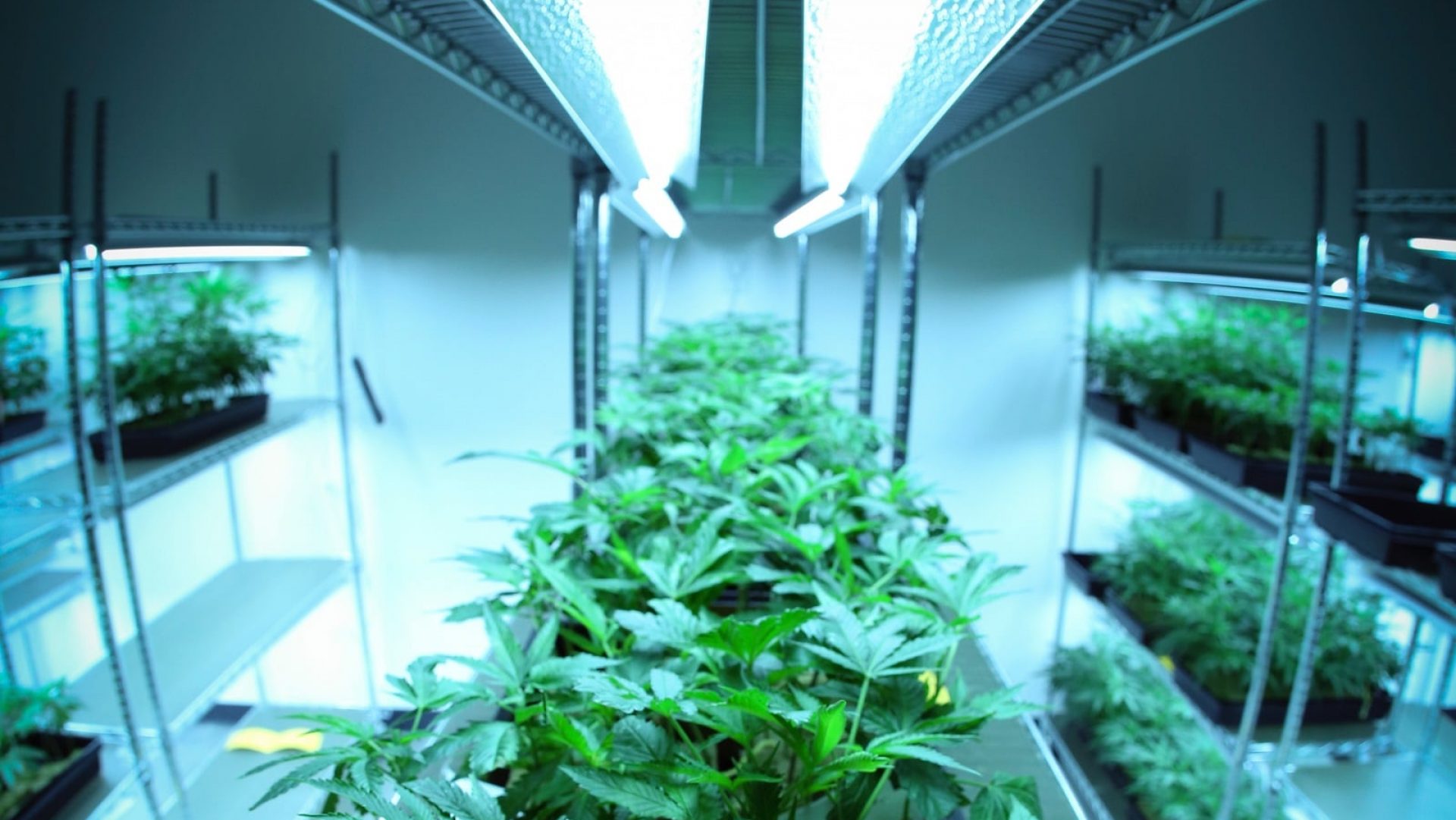 cannabis.co.nz