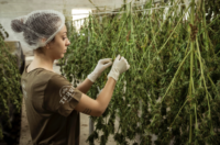 Due Diligence for Suppliers & Cannabis Supply Chain Partners