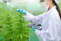 The Need for More Stringent Testing in Cannabis