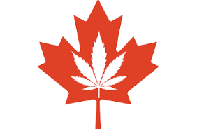 Cannabis Council of Canada calls for ‘immediate financial relief’ for legal cannabis industry reports the Canadain Lawyer