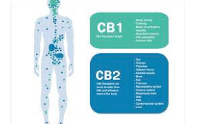 Commentary – Pharmaceutical Technology: “Cannabinoids receptors: popular preclinical target but banned in 137 countries”