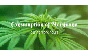 Article: Marijuana and Workplace Law in 2023 – CPA Advisor