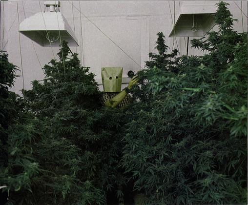 From The Vault: The Super Grow Room (1983)