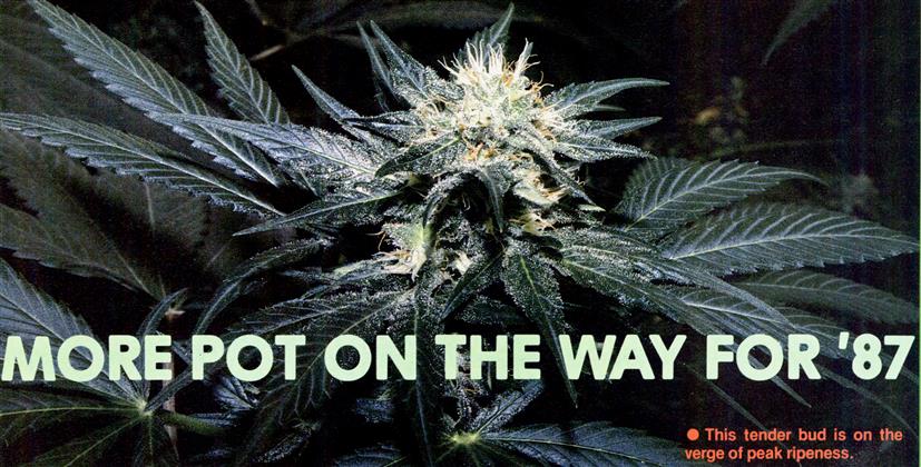 From The Vault: MORE POT ON THE WAY FOR ’87 (1986)