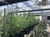 Long Flowering, Long Forgotten: Why Preserving Diversity Is The Future of Cannabis