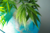 Cannabis Has No Borders: How Smugglers, Breeders And Activists Built An Industry