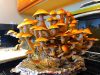 What Doctors Couldn’t Fix, Mushrooms Taught Me