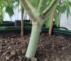A Beginner’s Guide for Watering Cannabis Plants