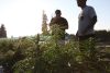 What Are Cannabis Chemotypes? A Guide to Hemp’s Five Categories