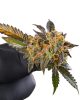 Past the Quick Hit: Tips for Storing Cannabis