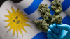 Uruguay Slashes Illicit Cannabis Market to 6.7%—But Faces New Challenges