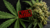 ‘It’s Still Illegal’: Trump’s Drug Czar on Marijuana Reclassification