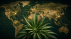 Pax Cannabica: How the Plant Became a Geopolitical Tool in a World at War